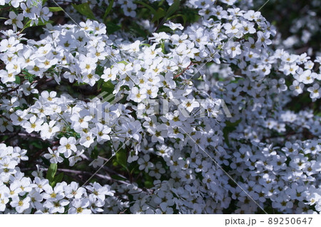 ユキヤナギの花 ユキヤナギの花 89250647