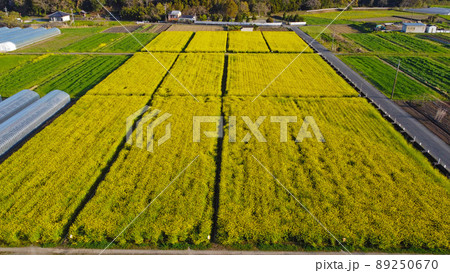 道の駅原鶴前の菜の花畑・ドローン撮影 89250670