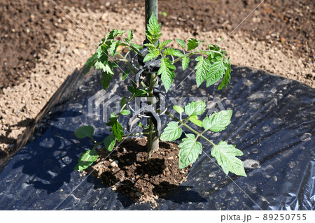 定植後活着し始めたミニトマトの苗 89250755