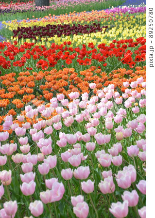 公園の綺麗でカラフルなチューリップ畑 公園の綺麗でカラフルなチューリップ畑 89250780