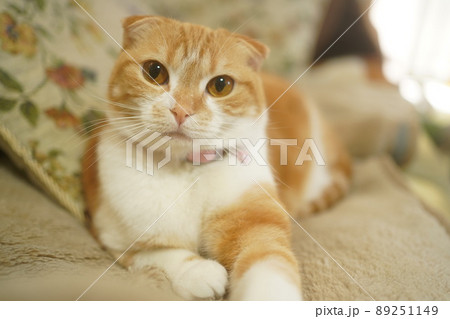 猫 垂れ耳の猫 猫 垂れ耳の猫 89251149
