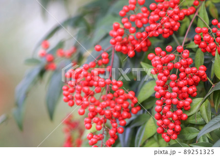 ナンテン ナンテン 89251325