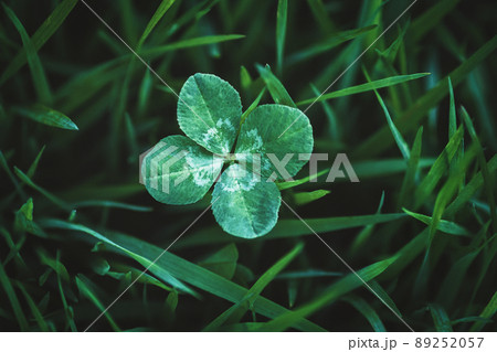 Four leaf clover growing in green grass, lucky charm and good luck concept, copy space 89252057