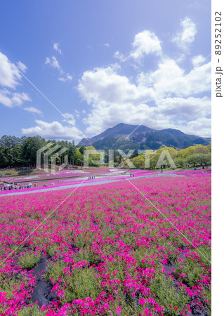 春の秩父、羊山公園の芝桜　埼玉県 89252102