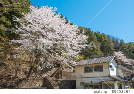 廃校となった小学校と校庭に咲くサクラ 廃校となった小学校と校庭に咲くサクラ 89252264