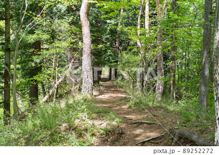倉見山の登山道 89252272