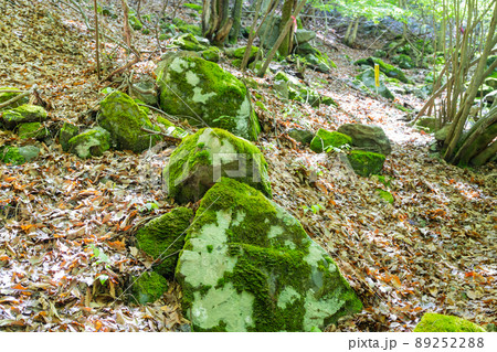 苔の生えた岩(倉見山の厄神ルート) 苔の生えた岩(倉見山の厄神ルート) 89252288