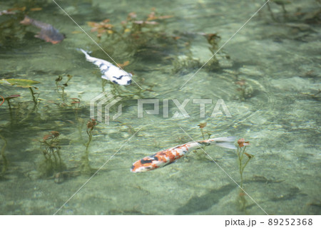 絵画のように美しい日本の池 89252368