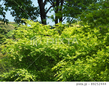 新緑　青もみじ 89252444