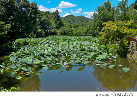 ハスの葉と花に埋め尽くされる嵐山の小倉池全景 89252679