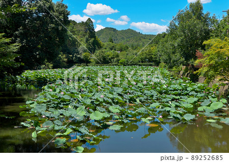 ハスの葉と花に埋め尽くされる嵐山の小倉池全景 ハスの葉と花に埋め尽くされる嵐山の小倉池全景 89252685