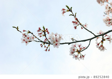 一の坂川の桜 一の坂川の桜 89252840