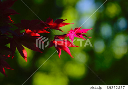 春の紅葉 春の紅葉 89252887