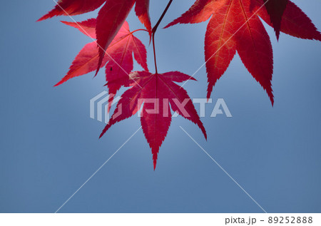 紅葉 紅葉 89252888