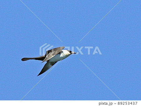 トウゾクカモメ_20060726_8610 89253437