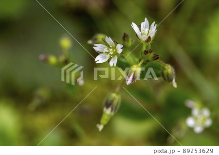 ミミナグサの花 ミミナグサの花 89253629