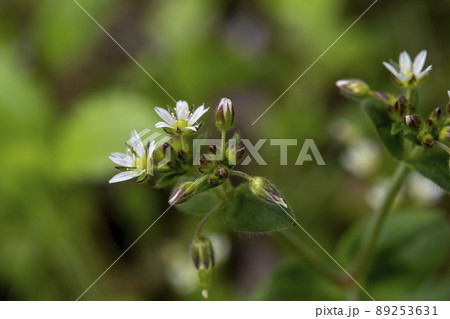 ミミナグサの花 ミミナグサの花 89253631