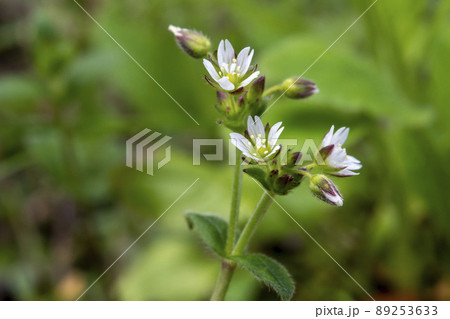 ミミナグサの花 ミミナグサの花 89253633
