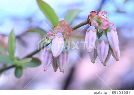 雨上がり・ブルーベリーの花つぼみ・キラキラ水玉 89253687
