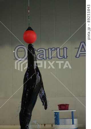 オタリア ジャンプ おたる水族館 オタリア ジャンプ おたる水族館 89253843