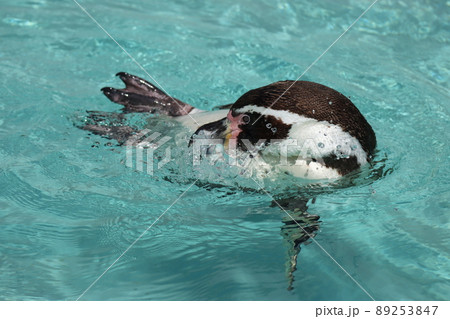 泳ぐペンギン 泳ぐペンギン 89253847
