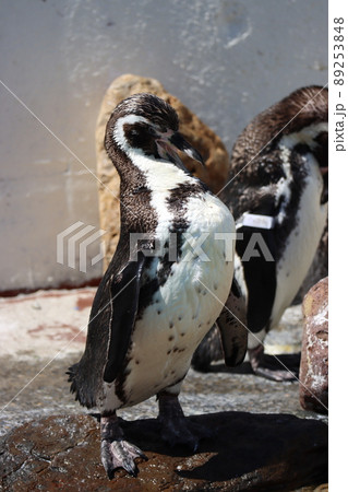 決めポーズのペンギン おたる水族館 89253848