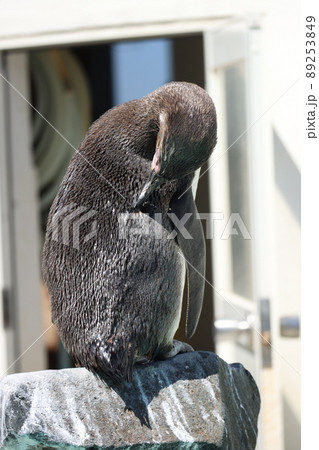 ペンギン おたる水族館 後ろ姿 ペンギン おたる水族館 後ろ姿 89253849