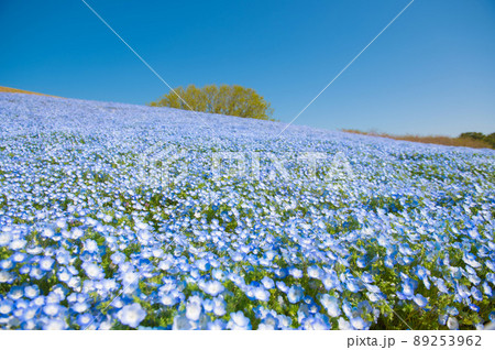 一面に咲くネモフィラの花畑 89253962