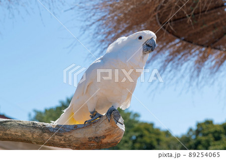 タイハクオウム 89254065