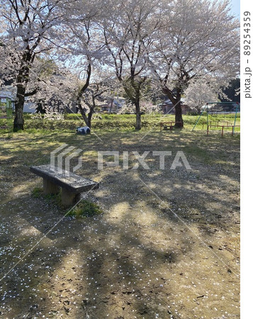 公園のさくら 89254359