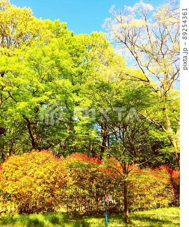 森林の風景 89254361
