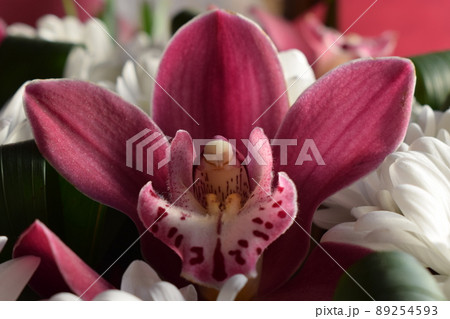 Group of purple vanda orchid and white Chrysanthemums flower background Group of purple vanda orchid and white Chrysanthemums flower background 89254593