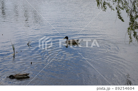 Two drakes swimming in a pond. Wild duck males in river water 89254604