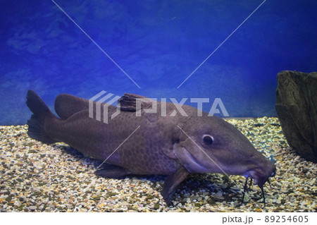 The giraffe catfish (Auchenoglanis occidentalis) is an African catfish The giraffe catfish (Auchenoglanis occidentalis) is an African catfish 89254605