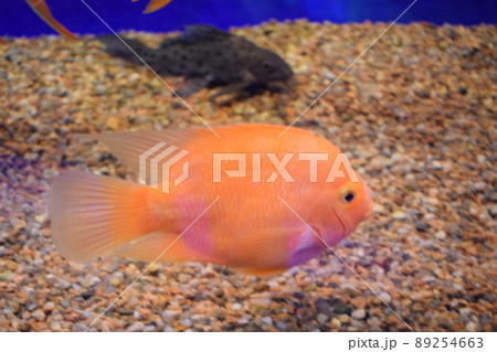 Beautiful bright orange red parrot cichlid in an aquarium 89254663
