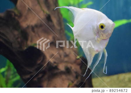 Fresh water planted aquarium with silver angelfish 89254672