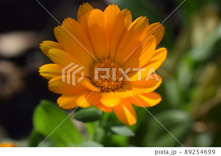 Yellow-orange calendula flower among green leaves. Yellow-orange calendula flower among green leaves. 89254699