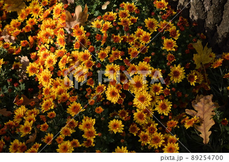Yellow chrysanthemum flowers Yellow chrysanthemum flowers 89254700