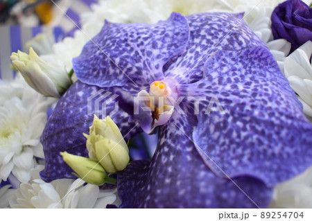 Close up purple orchid, Vanda Sansai purple and white chrysanthemums 89254704
