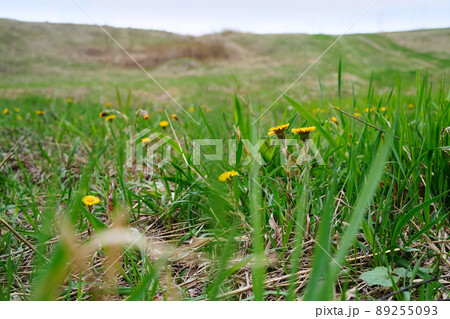 Yellow coltsfoot flowers grow among the grass in the meadow. Eye level view. Landscape  89255093