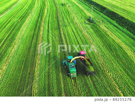 Cutting grass silage at field. Forage harvester on grass cutting for silage in field.  89255276