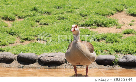 カモ カモ 89255344