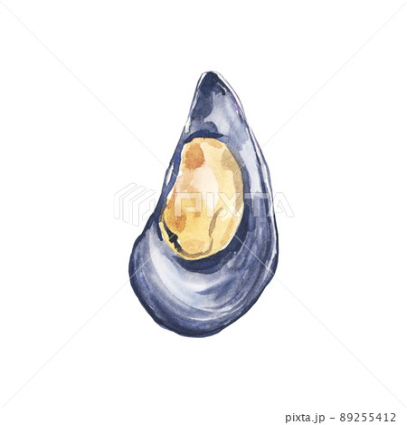 Watercolor illustrated mussel Watercolor illustrated mussel 89255412