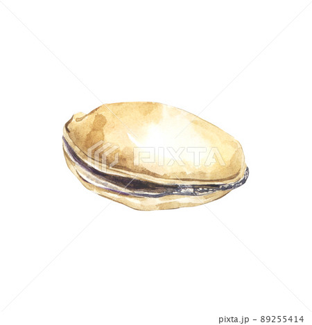 Watercolor illustrated mollusc of mussel 89255414