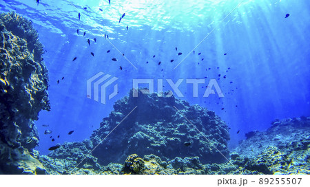 沖縄 渡嘉敷島の水中写真 沖縄 渡嘉敷島の水中写真 89255507
