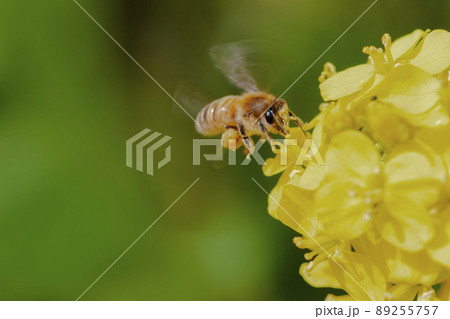 蜜を運ぶミツバチ 89255757
