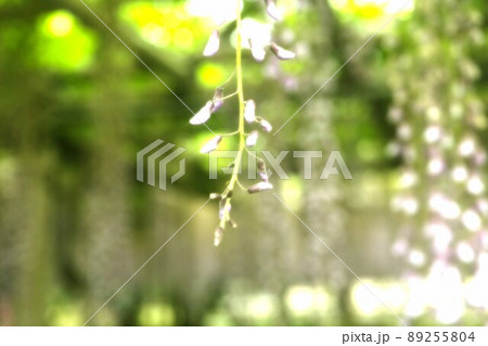 紫の輝き 89255804