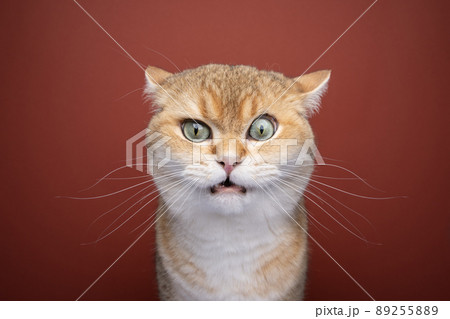 angry british shorthair cat making funny face angry british shorthair cat making funny face 89255889