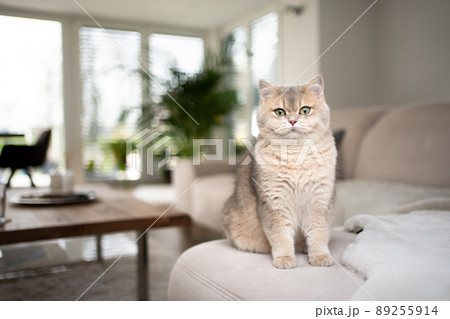 fluffy british cat sitting on sofa in modern living room 89255914