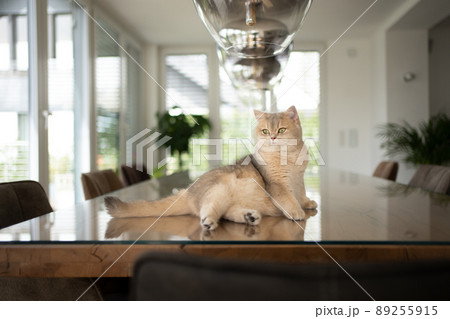 british shorthair cat resting on dining table in modern home interior 89255915